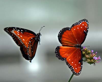 Red butterflies